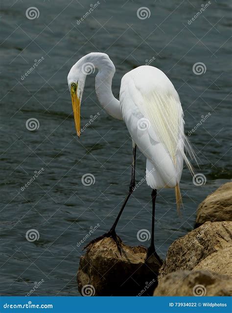 Great Egret stock photo. Image of fauna, beauty, majestic - 73934022