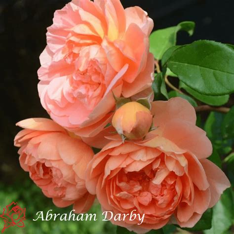 Abraham Derbi (Abraham Darby®) U SAKSIJI - Rasadnik Ševar