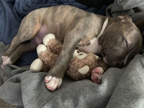 Pitbull Newborn Puppies