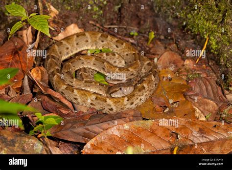 fer de lance  res stock photography  images alamy