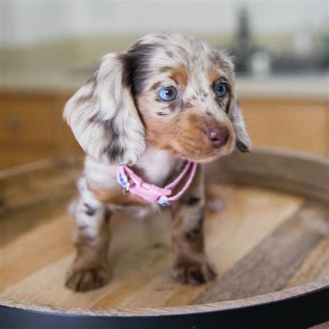 long haired miniature dachshund  dachshund