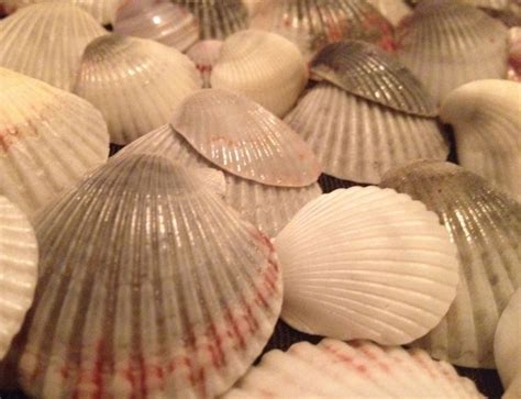 Sanibel shells | Sanibel shells, Sanibel, Sanibel island