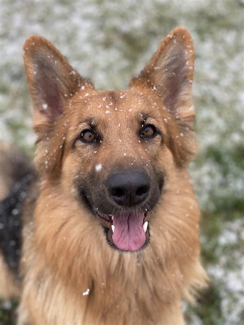 Female German Shepard