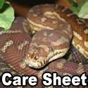 Care Sheet For Bredli Pythons