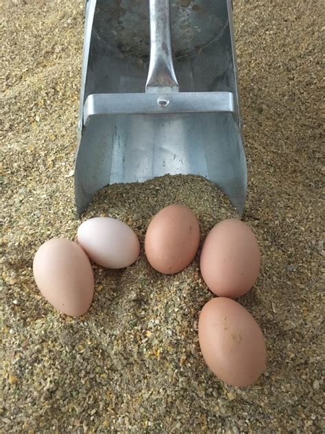 Organic Chicken Feed