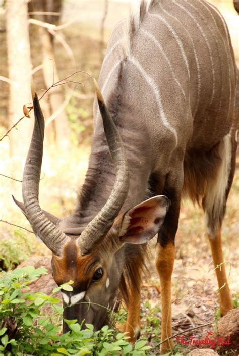 Big Five Animals in South Africa Safari