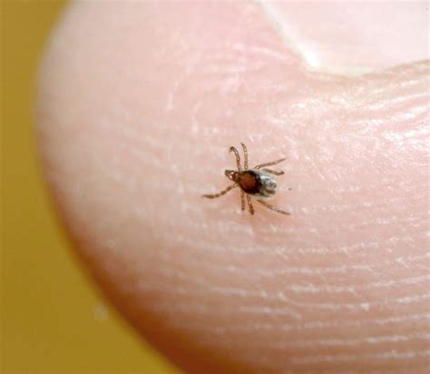 Tick season in Michigan is here: How to avoid them, what to know