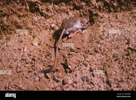 Lesser egyptian jerboa (Jaculus jaculus), Little desert jumping mice ...