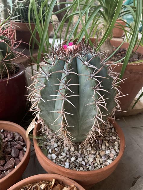 First flowers on this Melocactus. Not sure on the species ID : r/cactus