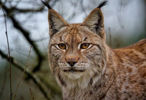 lynx eurasian european  photo  pixabay