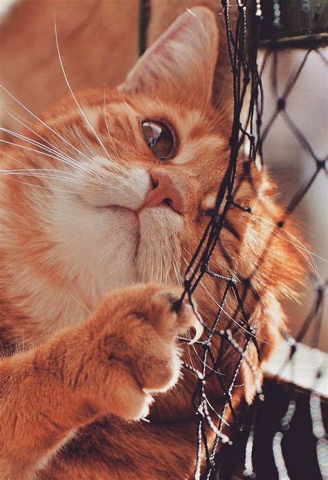 Cat Scratchers – Fur Furniture