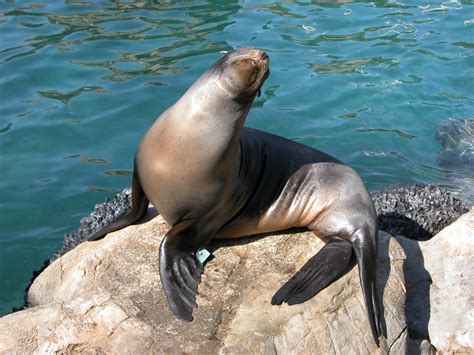Free Images : water, nature, ocean, animal, wildlife, wild, environment ...