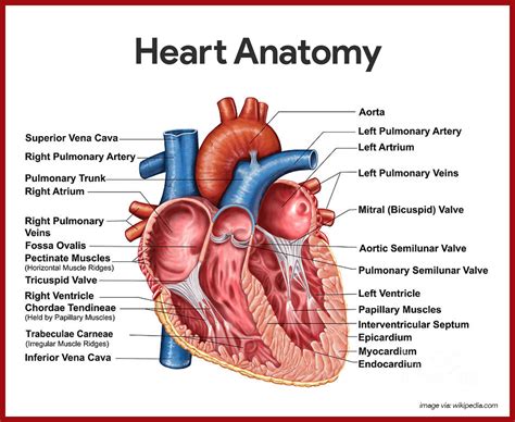 Cardiovascular System Anatomy and Physiology: Study Guide for Nurses