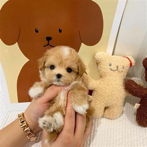 Maltipoo Lifespan & Tips For Increasing Its Life Expectancy