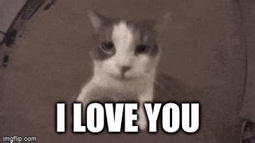 I love you - Imgflip