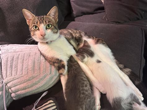 Nap time part two. They woke up and started eating then passed out