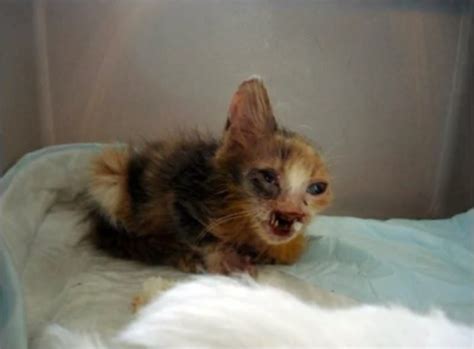 Disfigured Cat Gets A New Lease On Life Thanks To One Special Young ...