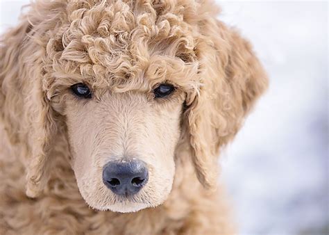 puppy cut poodle 6