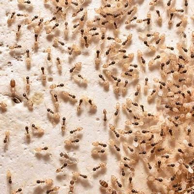 ghost ant control  rainy season    pest