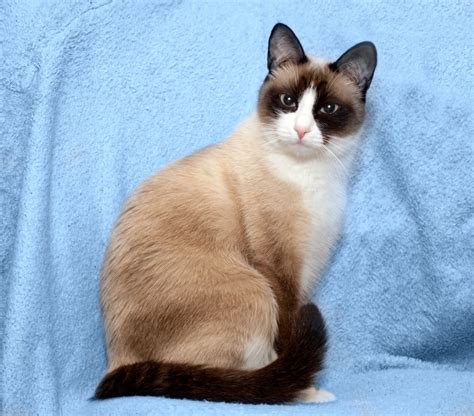 Snowshoe Cat Breed Profile | Litter-Robot