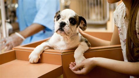 pet adoption tips pet health insurance tips