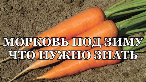 МОРКОВЬ ПОД ЗИМУ! ЭТО НУЖНО ЗНАТЬ! - YouTube