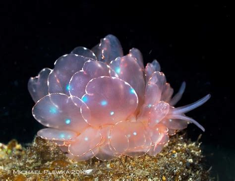 cyerce elegans sea slug rnatureisfuckinglit