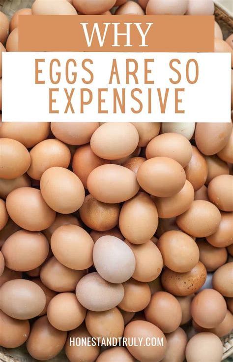 Why the HECK Are Eggs So Expensive? And How to Save on Eggs