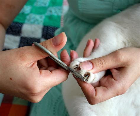 How to Trim Your Cat's Claws : 4 Steps (with Pictures) - Instructables