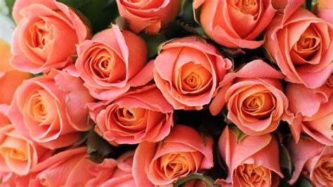 112+ Background Orange Rose Images & Pictures - MyWeb