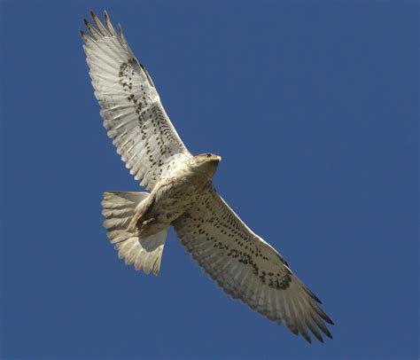 Ferruginous Hawk | San Diego Bird Spot