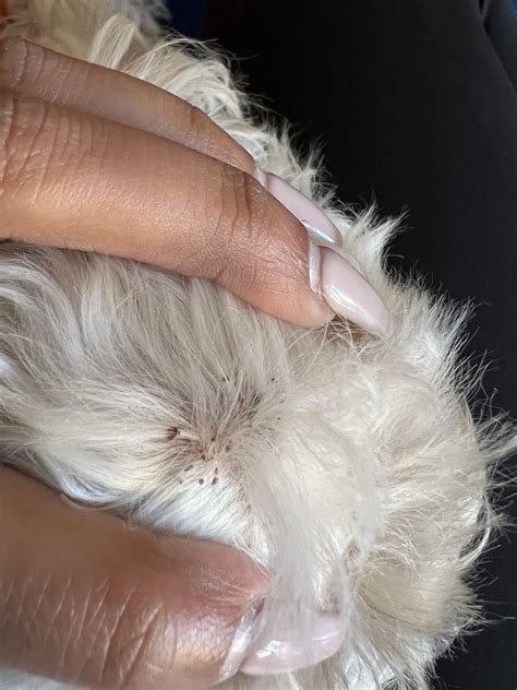 guide to dog scratching without vet 7