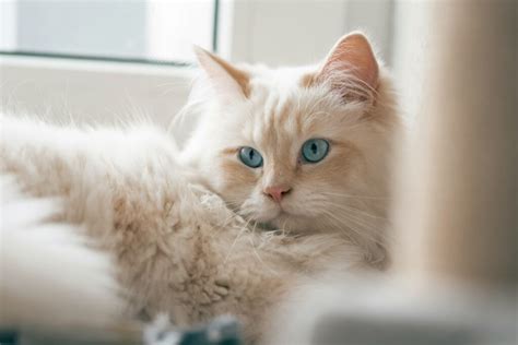 Discover the Birman Cat - Feline Blog