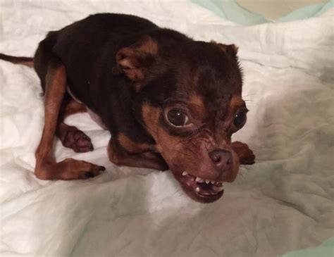 Deformed Dog Gets Ignored Because Adopters Think He’s Hideous