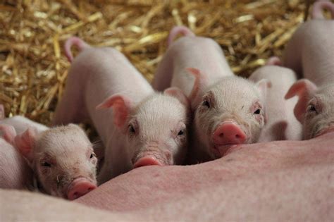 Benefits of piglet supplementation with nucleotides: the new study – PROSOL