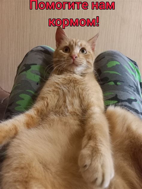 Один мешок корма на всех котиков и подопечные передержек | Блог #Мими ...
