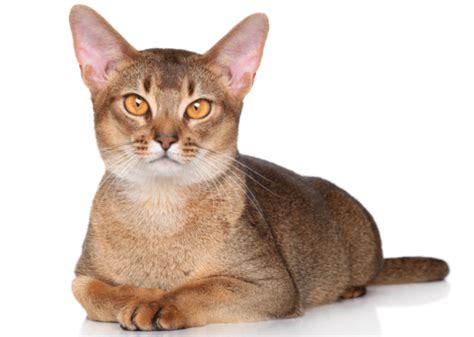 What Are The Different Types Of Tabby Cat Markings?