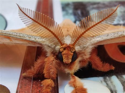 Cute moth I found in VIC, Australia : r/moths