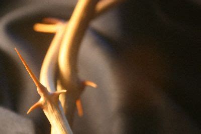 church  background thorn close sermoncentralcom