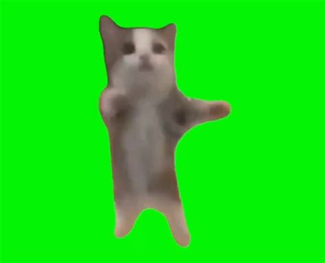 happy kitty meme