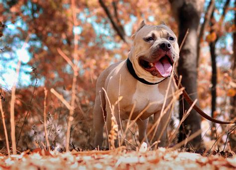 11 Best Dog Foods for Pitbulls With Skin Allergies (2025): Top Picks