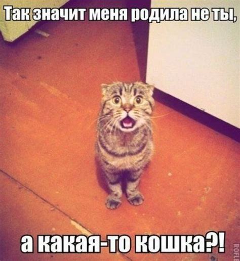 Плюшки-приколюшки / Приколы