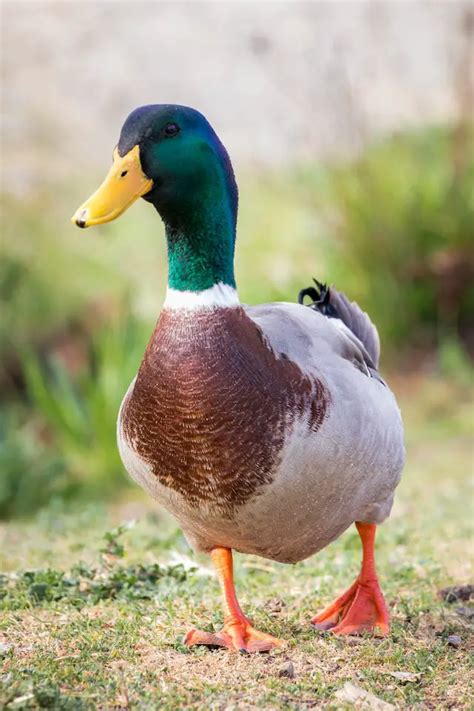 whats  plural  duck grammar giant