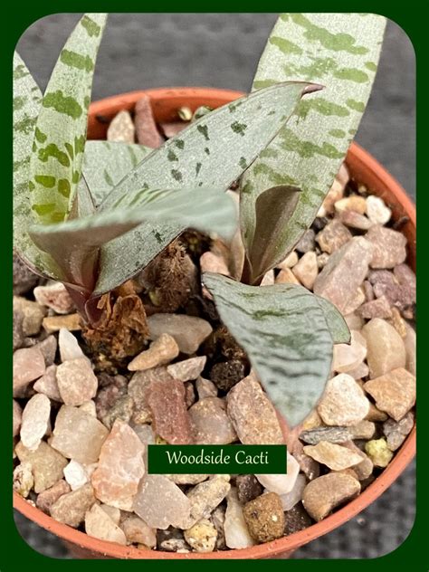 Scilla violacea Purple fm 6.5cm