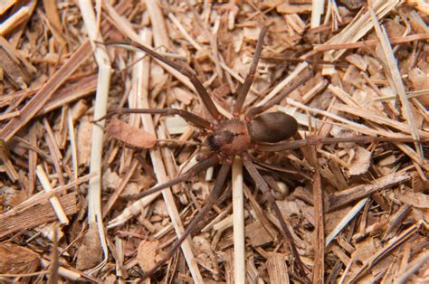 How to Get Rid of Brown Recluse Spiders Fast | Nextgen
