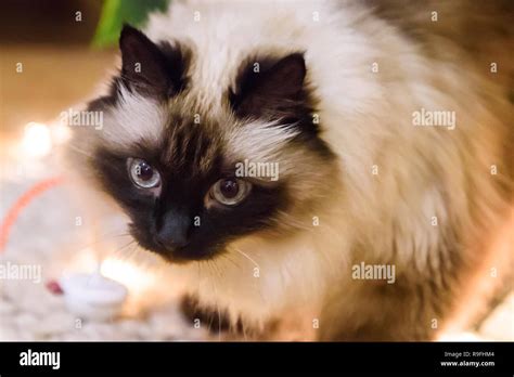 Long haired Burmese Siama cat Stock Photo - Alamy
