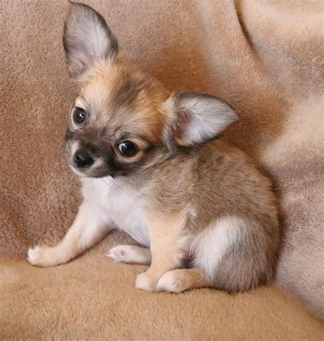 Cute Chihuahua For Sale 61