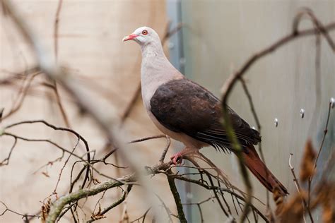 Pink pigeon – Wild Planet Trust
