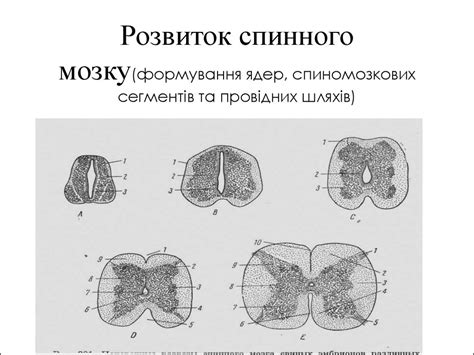 Будова та розвиток нервової системи. Класифікація нервової системи ...