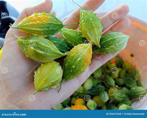 Pare Fruit stock photo. Image of food, leaf, flower - 256472428